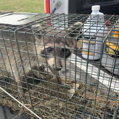 RACOON REMOVAL