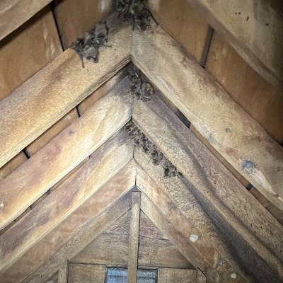 BAT REMOVAL