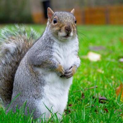 EMERGENCY ANIMAL REMOVAL SERVICES